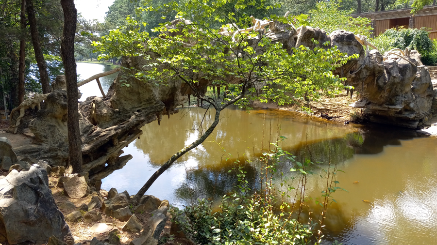 Tree Growing Through Rocks