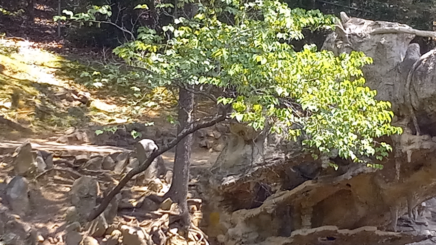 Tree Growing Through Rocks